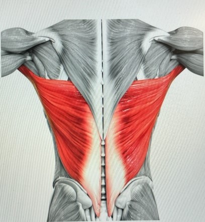 The Rocks Lats Learn How to Easily Stretch Your Lats if You Have Parkinson’s – Rebel ...